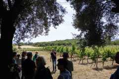 Visita alla Fattoria Aru con degustazione